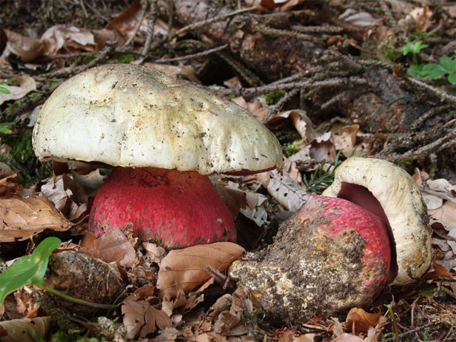 Satanic mushroom and dubovik: differences, methods of experienced mushroom pickers