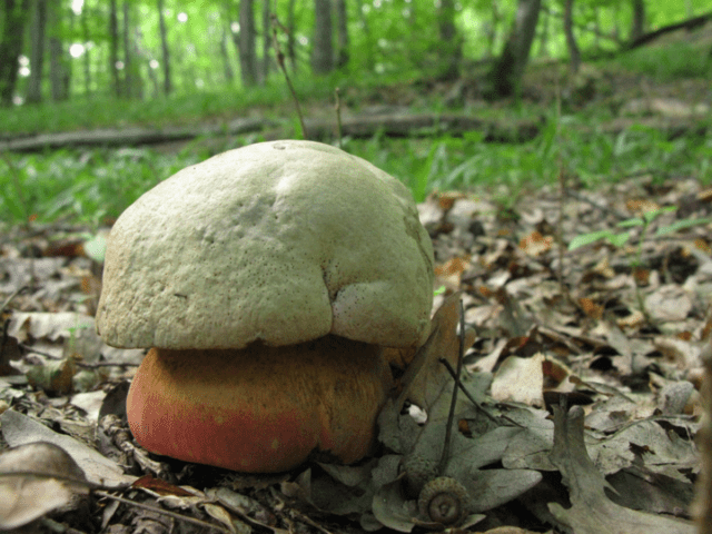 Satanic mushroom: edible or not, where it grows, what it looks like