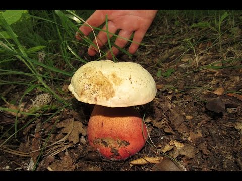 Satanic mushroom: edible or not, where it grows, what it looks like