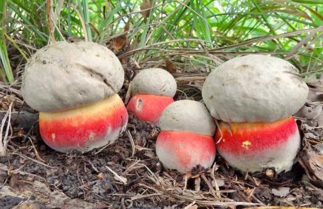 Satanic mushroom: edible or not, where it grows, what it looks like