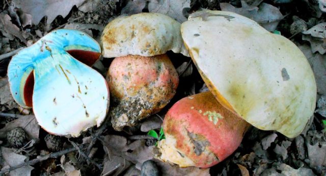 Satanic mushroom: edible or not, where it grows, what it looks like