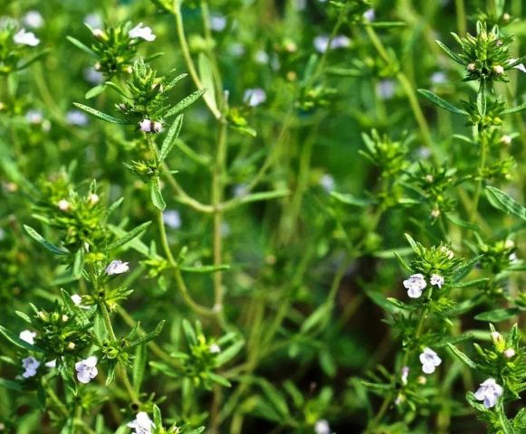 Savory and thyme (thyme): differences, photos