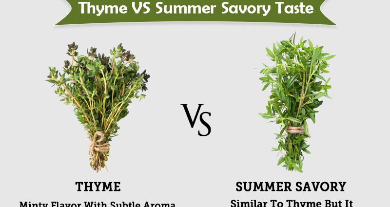 Savory and thyme (thyme): differences, photos