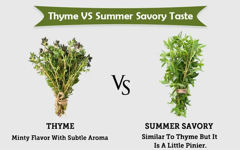 Savory and thyme (thyme): differences, photos