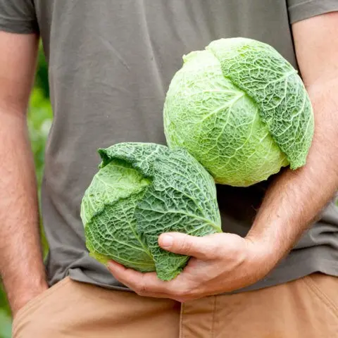 Savoy cabbage: benefits and harms, cooking recipes