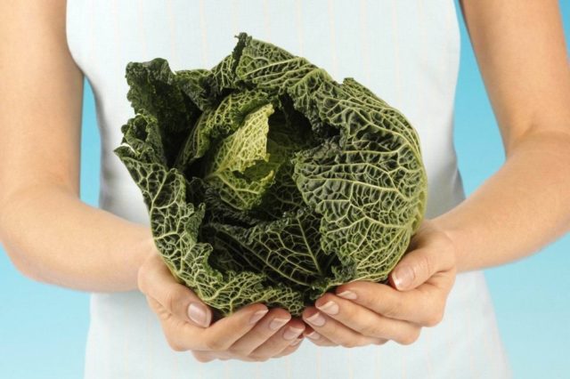 Savoy cabbage: benefits and harms, cooking recipes