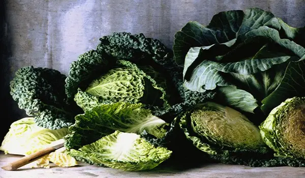 Savoy cabbage: cultivation and care technology