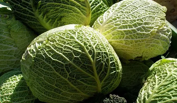 Savoy cabbage: cultivation and care technology