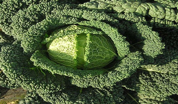 Savoy cabbage: cultivation and care technology