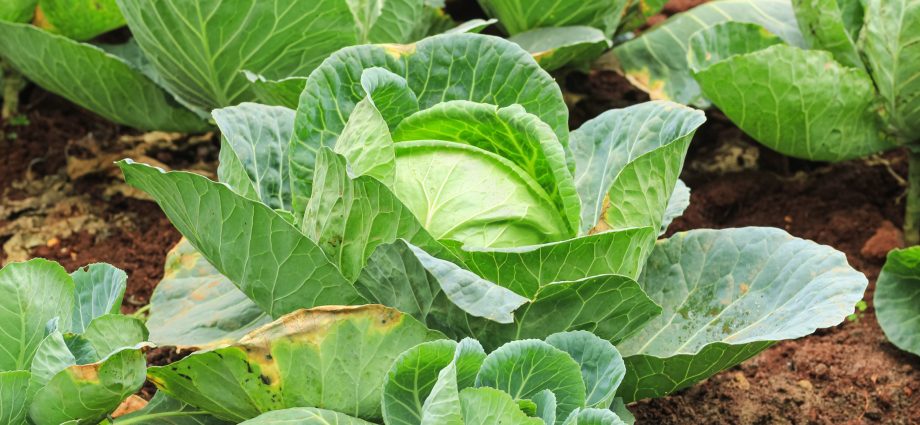 Savoy cabbage: cultivation and care technology