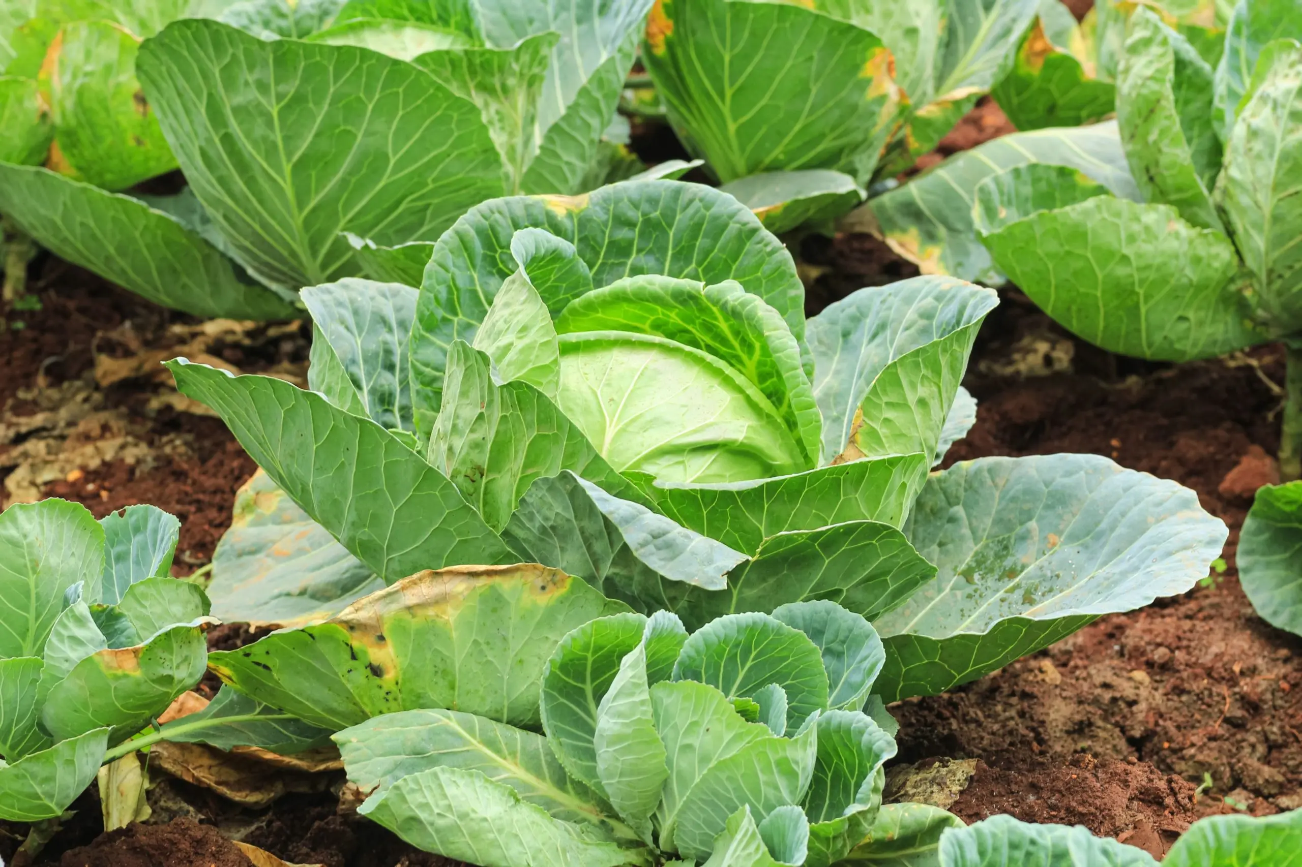 Savoy cabbage: cultivation and care technology