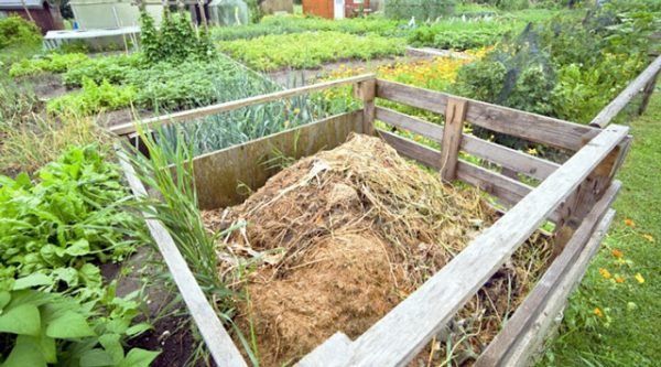 Sawdust as fertilizer: application and benefits at their summer cottage