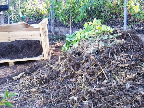 Sawdust as fertilizer: application and benefits at their summer cottage