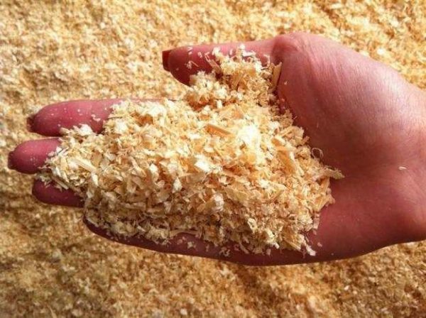 Sawdust for trees and shrubs: benefit or harm?