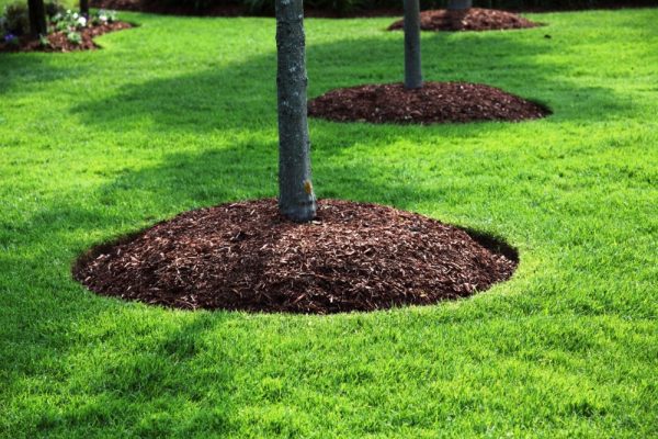 Sawdust for trees and shrubs: benefit or harm?