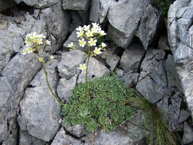 Saxifrage paniculata: photo and description, varieties