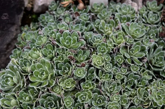 Saxifrage paniculata: photo and description, varieties