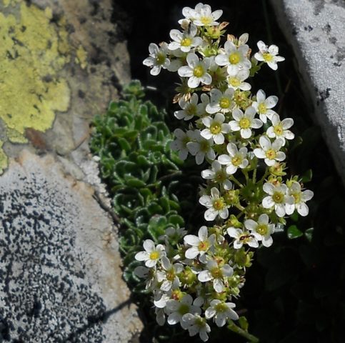 Saxifrage paniculata: photo and description, varieties