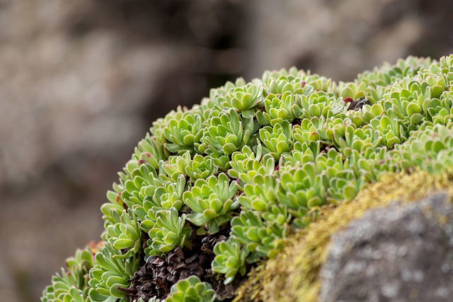 Saxifrage paniculata: photo and description, varieties