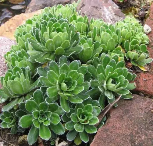 Saxifrage paniculata: photo and description, varieties