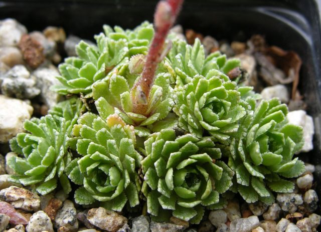 Saxifrage paniculata: photo and description, varieties