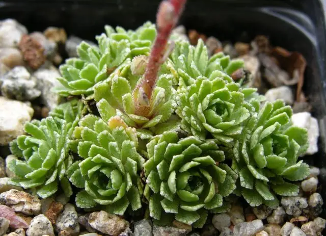 Saxifrage paniculata: photo and description, varieties