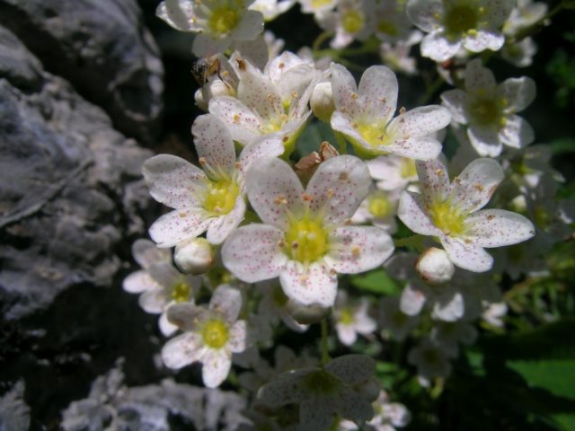 Saxifrage paniculata: photo and description, varieties