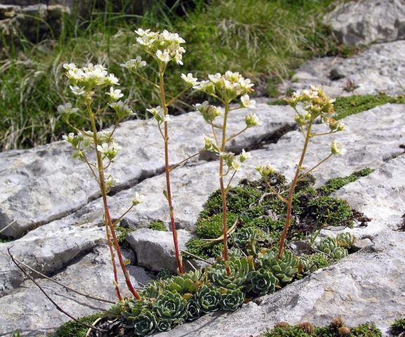 Saxifrage paniculata: photo and description, varieties