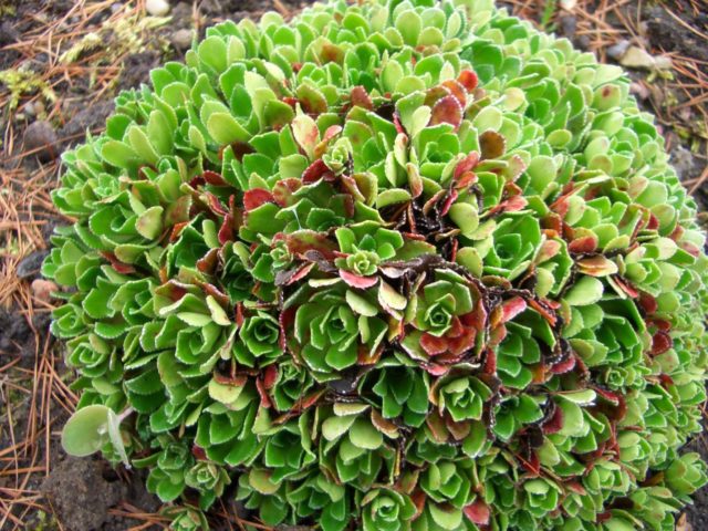 Saxifrage paniculata: photo and description, varieties