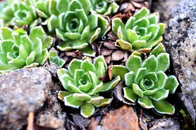 Saxifrage paniculata: photo and description, varieties