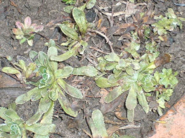 Saxifrage paniculata: photo and description, varieties