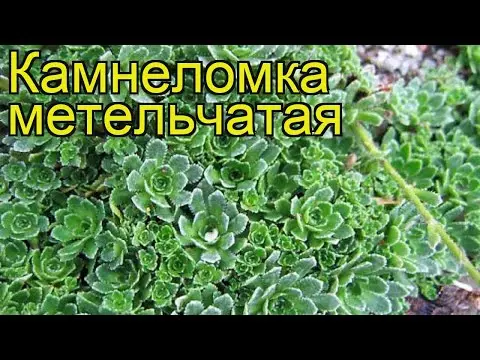 Saxifrage paniculata: photo and description, varieties