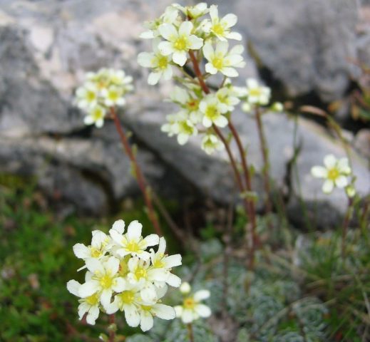 Saxifrage paniculata: photo and description, varieties