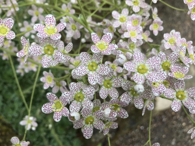 Saxifrage paniculata: photo and description, varieties