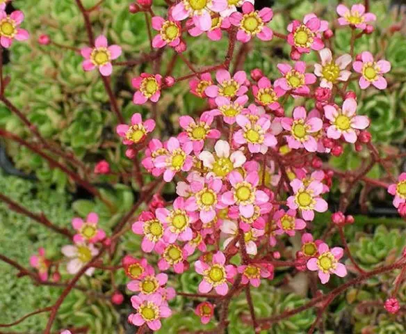 Saxifrage paniculata: photo and description, varieties