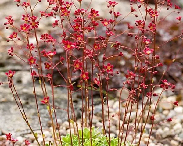 Saxifrage paniculata: photo and description, varieties