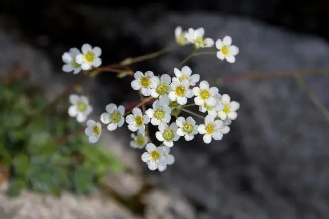 Saxifrage paniculata: photo and description, varieties