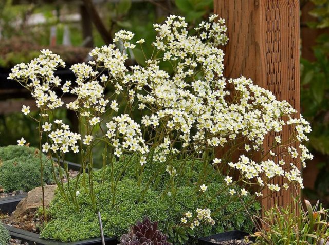 Saxifrage paniculata: photo and description, varieties