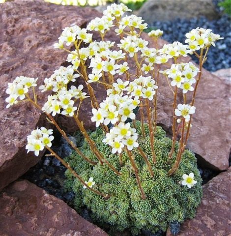 Saxifrage paniculata: photo and description, varieties