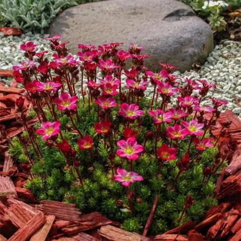 Saxifrage: photo of flowers in a flower bed, in landscape design, useful properties