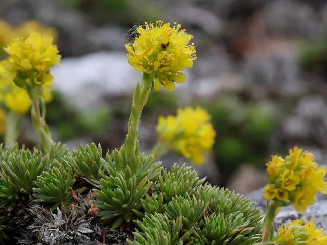 Saxifrage: photo of flowers in a flower bed, in landscape design, useful properties