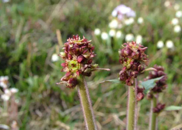 Saxifrage: photo of flowers in a flower bed, in landscape design, useful properties