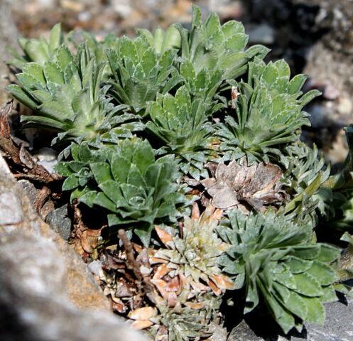 Saxifrage: photo of flowers in a flower bed, in landscape design, useful properties