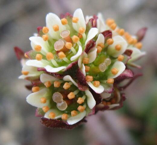 Saxifrage: photo of flowers in a flower bed, in landscape design, useful properties