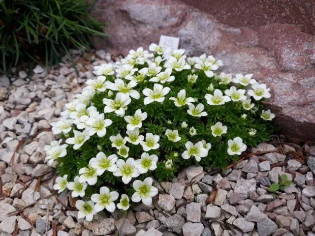 Saxifrage: photo of flowers in a flower bed, in landscape design, useful properties