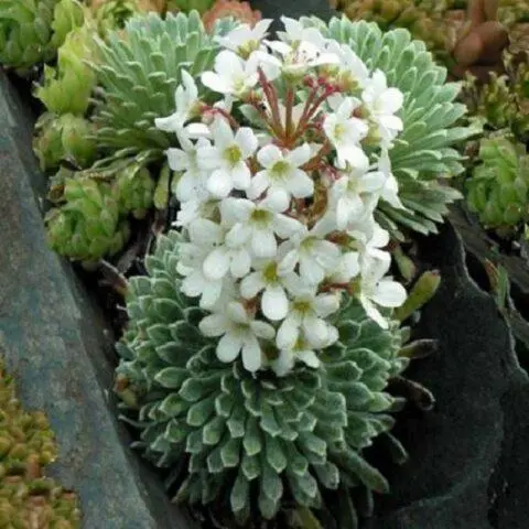 Saxifrage: photo of flowers in a flower bed, in landscape design, useful properties