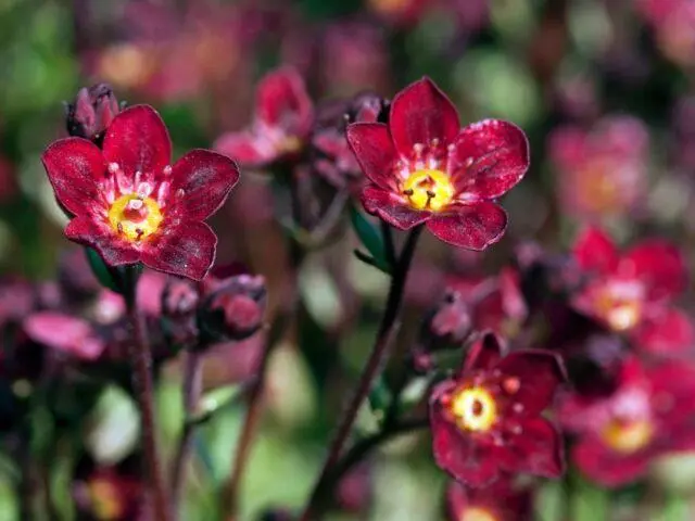 Saxifrage: photo of flowers in a flower bed, in landscape design, useful properties