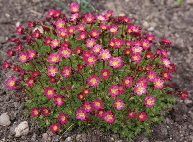 Saxifrage: photo of flowers in a flower bed, in landscape design, useful properties