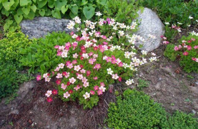 Saxifrage: photo of flowers in a flower bed, in landscape design, useful properties