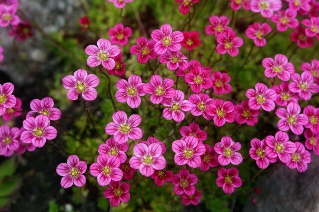 Saxifrage: photo of flowers in a flower bed, in landscape design, useful properties